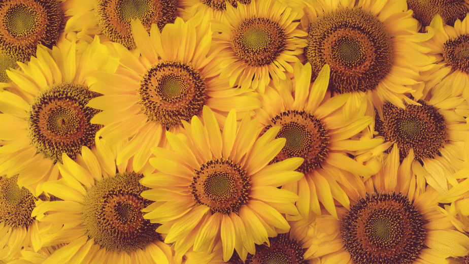 Im Reich der Sonnenblumen tanzten goldene Blüten im Wind und flüsterten Geschichten von Sommer, Wärme und unendlicher Freude.