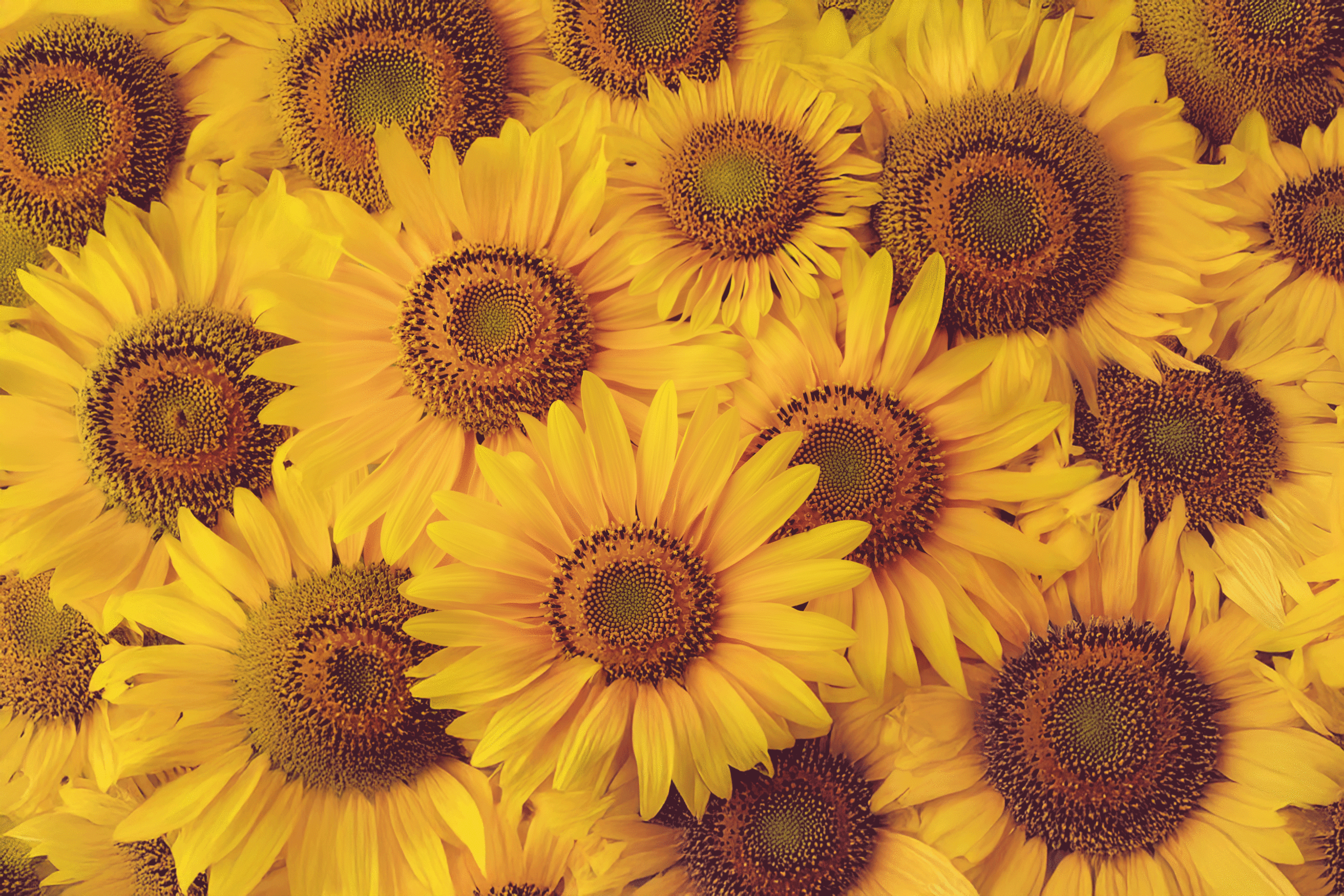 Im Reich der Sonnenblumen tanzten goldene Blüten im Wind und flüsterten Geschichten von Sommer, Wärme und unendlicher Freude.