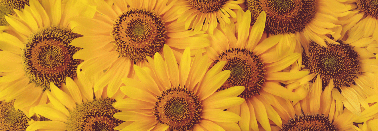 Im Reich der Sonnenblumen tanzten goldene Blüten im Wind und flüsterten Geschichten von Sommer, Wärme und unendlicher Freude.